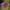 Paprastasis jautakis satyras - Maniola jurtina | Fotografijos autorius : Gintautas Steiblys | © Macrogamta.lt | Šis tinklapis priklauso bendruomenei kuri domisi makro fotografija ir fotografuoja gyvąjį makro pasaulį.