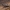 Paprastasis juodūnas - Ropalopus clavipes | Fotografijos autorius : Žilvinas Pūtys | © Macrogamta.lt | Šis tinklapis priklauso bendruomenei kuri domisi makro fotografija ir fotografuoja gyvąjį makro pasaulį.