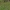 Paprastasis kardelis - Gladiolus imbricatus | Fotografijos autorius : Kęstutis Obelevičius | © Macrogamta.lt | Šis tinklapis priklauso bendruomenei kuri domisi makro fotografija ir fotografuoja gyvąjį makro pasaulį.