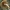 Paprastasis kelmutis - Armillaria mellea  | Fotografijos autorius : Gintautas Steiblys | © Macrogamta.lt | Šis tinklapis priklauso bendruomenei kuri domisi makro fotografija ir fotografuoja gyvąjį makro pasaulį.