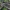 Paprastasis kelmutis - Armillaria mellea, rizomorfos | Fotografijos autorius : Vytautas Gluoksnis | © Macrogamta.lt | Šis tinklapis priklauso bendruomenei kuri domisi makro fotografija ir fotografuoja gyvąjį makro pasaulį.