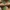Tamsiažvynis kelmutis - Armillaria ostoyae | Fotografijos autorius : Gintautas Steiblys | © Macrogamta.lt | Šis tinklapis priklauso bendruomenei kuri domisi makro fotografija ir fotografuoja gyvąjį makro pasaulį.