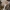 Gelsvasis kelmutis - Armillaria gallica | Fotografijos autorius : Kazimieras Martinaitis | © Macrogamta.lt | Šis tinklapis priklauso bendruomenei kuri domisi makro fotografija ir fotografuoja gyvąjį makro pasaulį.