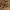 Kurklys - Gryllotalpa krimbasi  | Fotografijos autorius : Deividas Makavičius | © Macrogamta.lt | Šis tinklapis priklauso bendruomenei kuri domisi makro fotografija ir fotografuoja gyvąjį makro pasaulį.