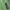 Paprastasis marguolis - Zygaena lonicerae ? | Fotografijos autorius : Vidas Brazauskas | © Macrogamta.lt | Šis tinklapis priklauso bendruomenei kuri domisi makro fotografija ir fotografuoja gyvąjį makro pasaulį.