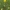 Paprastasis perluotis - Anthyllis vulneraria | Fotografijos autorius : Gintautas Steiblys | © Macrogamta.lt | Šis tinklapis priklauso bendruomenei kuri domisi makro fotografija ir fotografuoja gyvąjį makro pasaulį.