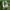 Tuščiaviduris rūtenis - Corydalis cava | Fotografijos autorius : Romas Ferenca | © Macrogamta.lt | Šis tinklapis priklauso bendruomenei kuri domisi makro fotografija ir fotografuoja gyvąjį makro pasaulį.