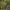 Paprastasis raudonėlis - Origanum vulgare | Fotografijos autorius : Gintautas Steiblys | © Macrogamta.lt | Šis tinklapis priklauso bendruomenei kuri domisi makro fotografija ir fotografuoja gyvąjį makro pasaulį.