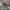 Paprastasis raudonvabalis - Pyrochroa coccinea | Fotografijos autorius : Vytautas Gluoksnis | © Macrogamta.lt | Šis tinklapis priklauso bendruomenei kuri domisi makro fotografija ir fotografuoja gyvąjį makro pasaulį.