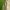 Paprastasis skruzdžių liūtas - Myrmeleon formicarius | Fotografijos autorius : Deividas Makavičius | © Macrogamta.lt | Šis tinklapis priklauso bendruomenei kuri domisi makro fotografija ir fotografuoja gyvąjį makro pasaulį.