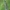 Paprastasis skruzdžių liūtas - Myrmeleon formicarius | Fotografijos autorius : Gintautas Steiblys | © Macrogamta.lt | Šis tinklapis priklauso bendruomenei kuri domisi makro fotografija ir fotografuoja gyvąjį makro pasaulį.
