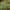 Paprastasis spragtukas - Roeseliana roeselii ♀ | Fotografijos autorius : Žilvinas Pūtys | © Macrogamta.lt | Šis tinklapis priklauso bendruomenei kuri domisi makro fotografija ir fotografuoja gyvąjį makro pasaulį.