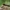 Paprastasis tritonas - Lissotriton vulgaris | Fotografijos autorius : Vidas Brazauskas | © Macrogamta.lt | Šis tinklapis priklauso bendruomenei kuri domisi makro fotografija ir fotografuoja gyvąjį makro pasaulį.