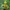 Paprastoji šilingė - Lysimachia vulgaris | Fotografijos autorius : Vidas Brazauskas | © Macrogamta.lt | Šis tinklapis priklauso bendruomenei kuri domisi makro fotografija ir fotografuoja gyvąjį makro pasaulį.