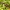 Paprastoji auslinda - Forficula auricularia ♂ | Fotografijos autorius : Žilvinas Pūtys | © Macrogamta.lt | Šis tinklapis priklauso bendruomenei kuri domisi makro fotografija ir fotografuoja gyvąjį makro pasaulį.