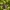 Paprastoji auslinda - Forficula auricularia ♂ | Fotografijos autorius : Žilvinas Pūtys | © Macrogamta.lt | Šis tinklapis priklauso bendruomenei kuri domisi makro fotografija ir fotografuoja gyvąjį makro pasaulį.