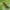 Paprastoji auslinda - Forficula auricularia ♂ | Fotografijos autorius : Gintautas Steiblys | © Macrogamta.lt | Šis tinklapis priklauso bendruomenei kuri domisi makro fotografija ir fotografuoja gyvąjį makro pasaulį.