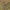 Paprastoji karlina - Carlina vulgaris | Fotografijos autorius : Kęstutis Obelevičius | © Macrogamta.lt | Šis tinklapis priklauso bendruomenei kuri domisi makro fotografija ir fotografuoja gyvąjį makro pasaulį.