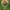 Paprastoji karlina - Carlina vulgaris | Fotografijos autorius : Gintautas Steiblys | © Macrogamta.lt | Šis tinklapis priklauso bendruomenei kuri domisi makro fotografija ir fotografuoja gyvąjį makro pasaulį.