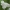Paprastoji katalpa - Catalpa bignonioides | Fotografijos autorius : Gintautas Steiblys | © Macrogamta.lt | Šis tinklapis priklauso bendruomenei kuri domisi makro fotografija ir fotografuoja gyvąjį makro pasaulį.