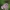 Paprastoji kraujažolė - Achillea millefolium | Fotografijos autorius : Agnė Našlėnienė | © Macrogamta.lt | Šis tinklapis priklauso bendruomenei kuri domisi makro fotografija ir fotografuoja gyvąjį makro pasaulį.