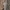 Paprastoji kukulija - Cucullia umbratica | Fotografijos autorius : Žilvinas Pūtys | © Macrogamta.lt | Šis tinklapis priklauso bendruomenei kuri domisi makro fotografija ir fotografuoja gyvąjį makro pasaulį.