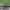 Paprastoji kukulija - Cucullia umbratica | Fotografijos autorius : Gintautas Steiblys | © Macrogamta.lt | Šis tinklapis priklauso bendruomenei kuri domisi makro fotografija ir fotografuoja gyvąjį makro pasaulį.