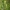 Paprastoji linažolė - Linaria vulgaris | Fotografijos autorius : Vidas Brazauskas | © Macrogamta.lt | Šis tinklapis priklauso bendruomenei kuri domisi makro fotografija ir fotografuoja gyvąjį makro pasaulį.