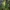 Paprastoji linažolė - Linaria vulgaris | Fotografijos autorius : Vidas Brazauskas | © Macrogamta.lt | Šis tinklapis priklauso bendruomenei kuri domisi makro fotografija ir fotografuoja gyvąjį makro pasaulį.