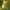 Paprastoji linažolė - Linaria vulgaris | Fotografijos autorius : Gintautas Steiblys | © Macrogamta.lt | Šis tinklapis priklauso bendruomenei kuri domisi makro fotografija ir fotografuoja gyvąjį makro pasaulį.