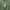 Paprastoji pušis - Pinus sylvestris, vyriškas strobilas | Fotografijos autorius : Žilvinas Pūtys | © Macrogamta.lt | Šis tinklapis priklauso bendruomenei kuri domisi makro fotografija ir fotografuoja gyvąjį makro pasaulį.