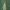 Paprastoji pušis - Pinus sylvestris, vyriškas strobilas | Fotografijos autorius : Žilvinas Pūtys | © Macrogamta.lt | Šis tinklapis priklauso bendruomenei kuri domisi makro fotografija ir fotografuoja gyvąjį makro pasaulį.