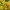 Paprastoji rykštenė - Solidago virgaurea | Fotografijos autorius : Gintautas Steiblys | © Macrogamta.lt | Šis tinklapis priklauso bendruomenei kuri domisi makro fotografija ir fotografuoja gyvąjį makro pasaulį.