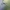 Paprastoji strėliukė - Lestes sponsa | Fotografijos autorius : Agnė Našlėnienė | © Macrogamta.lt | Šis tinklapis priklauso bendruomenei kuri domisi makro fotografija ir fotografuoja gyvąjį makro pasaulį.