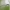 Paprastoji strėliukė - Lestes sponsa | Fotografijos autorius : Agnė Našlėnienė | © Macrogamta.lt | Šis tinklapis priklauso bendruomenei kuri domisi makro fotografija ir fotografuoja gyvąjį makro pasaulį.