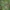 Paprastoji strėliukė - Lestes sponsa | Fotografijos autorius : Gintautas Steiblys | © Macrogamta.lt | Šis tinklapis priklauso bendruomenei kuri domisi makro fotografija ir fotografuoja gyvąjį makro pasaulį.