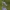 Paprastoji trūkažolė - Cichorium intybus | Fotografijos autorius : Agnė Našlėnienė | © Macrogamta.lt | Šis tinklapis priklauso bendruomenei kuri domisi makro fotografija ir fotografuoja gyvąjį makro pasaulį.