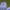 Paprastoji trūkažolė - Cichorium intybus | Fotografijos autorius : Agnė Našlėnienė | © Macrogamta.lt | Šis tinklapis priklauso bendruomenei kuri domisi makro fotografija ir fotografuoja gyvąjį makro pasaulį.