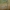 Paprastosios strėliukės - Lestes sponsa | Fotografijos autorius : Gintautas Steiblys | © Macrogamta.lt | Šis tinklapis priklauso bendruomenei kuri domisi makro fotografija ir fotografuoja gyvąjį makro pasaulį.