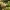 Gelsvoji ankštenė - Scleroderma citrinum | Fotografijos autorius : Vidas Brazauskas | © Macrogamta.lt | Šis tinklapis priklauso bendruomenei kuri domisi makro fotografija ir fotografuoja gyvąjį makro pasaulį.