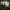Pavasarinė balteklė - Calocybe gambosa | Fotografijos autorius : Vitalij Drozdov | © Macrogamta.lt | Šis tinklapis priklauso bendruomenei kuri domisi makro fotografija ir fotografuoja gyvąjį makro pasaulį.