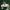 Pavasarinė balteklė - Calocybe gambosa | Fotografijos autorius : Vitalij Drozdov | © Macrogamta.lt | Šis tinklapis priklauso bendruomenei kuri domisi makro fotografija ir fotografuoja gyvąjį makro pasaulį.