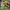 Pavasarinis švitriešis | Lesser celandine | Ranunculus ficaria, Ficaria verna | Fotografijos autorius : Darius Baužys | © Macrogamta.lt | Šis tinklapis priklauso bendruomenei kuri domisi makro fotografija ir fotografuoja gyvąjį makro pasaulį.