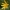 Pavasarinis švitriešis - Ficaria verna | Fotografijos autorius : Gintautas Steiblys | © Macrogamta.lt | Šis tinklapis priklauso bendruomenei kuri domisi makro fotografija ir fotografuoja gyvąjį makro pasaulį.