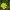 Pavasarinis švitriešis - Ficaria verna | Fotografijos autorius : Kazimieras Martinaitis | © Macrogamta.lt | Šis tinklapis priklauso bendruomenei kuri domisi makro fotografija ir fotografuoja gyvąjį makro pasaulį.