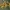 Pavasarinis hamamelis - Hamamelis vernalis | Fotografijos autorius : Gintautas Steiblys | © Macrogamta.lt | Šis tinklapis priklauso bendruomenei kuri domisi makro fotografija ir fotografuoja gyvąjį makro pasaulį.