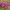 Pavasarinis krokas - Crocus vernus | Fotografijos autorius : Kęstutis Obelevičius | © Macrogamta.lt | Šis tinklapis priklauso bendruomenei kuri domisi makro fotografija ir fotografuoja gyvąjį makro pasaulį.