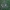 Pavasarinis minkštūnis - Melanoleuca cognata | Fotografijos autorius : Vitalij Drozdov | © Macrogamta.lt | Šis tinklapis priklauso bendruomenei kuri domisi makro fotografija ir fotografuoja gyvąjį makro pasaulį.