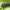 Pelėžirninis grūdinukas - Bruchus affinis | Fotografijos autorius : Žilvinas Pūtys | © Macrogamta.lt | Šis tinklapis priklauso bendruomenei kuri domisi makro fotografija ir fotografuoja gyvąjį makro pasaulį.