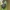 Pelėžirninis grūdinukas - Bruchus affinis | Fotografijos autorius : Gintautas Steiblys | © Macrogamta.lt | Šis tinklapis priklauso bendruomenei kuri domisi makro fotografija ir fotografuoja gyvąjį makro pasaulį.